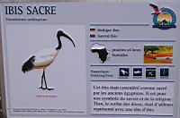 Ibis sacre, Threskiornis aethiopicus (Photo F. Mrugala) (txt)